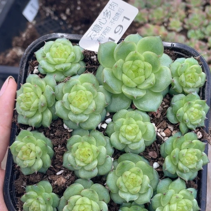 云糖心多肉植物191