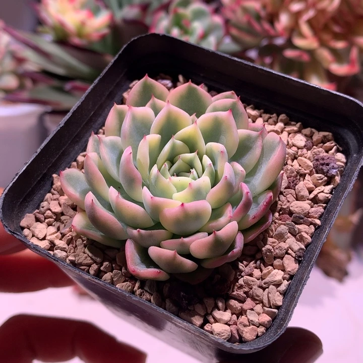 花螺锦锦腹轮锦锦