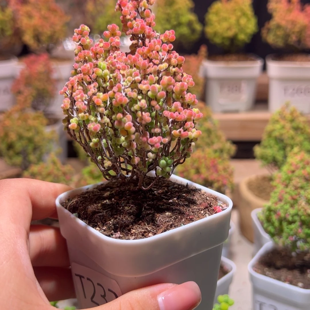233 蜜橘带土发货一物一拍