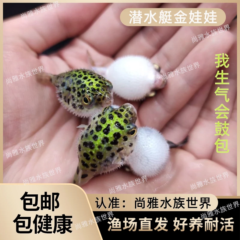 潜水艇金娃娃小河豚淡水观赏鱼小型宠物生气鼓包耐养好养活体宠物
