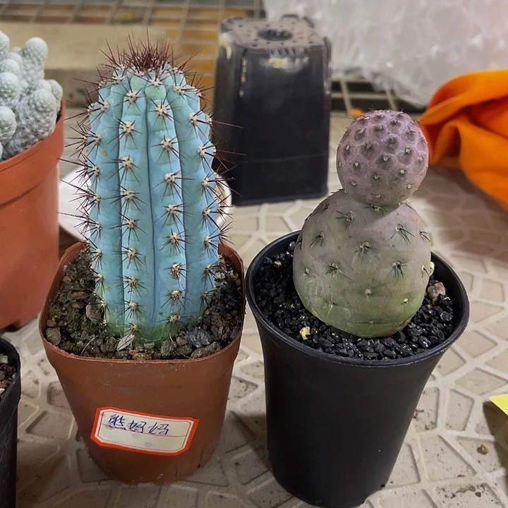 鸡腿柱雪人习志野仙人球