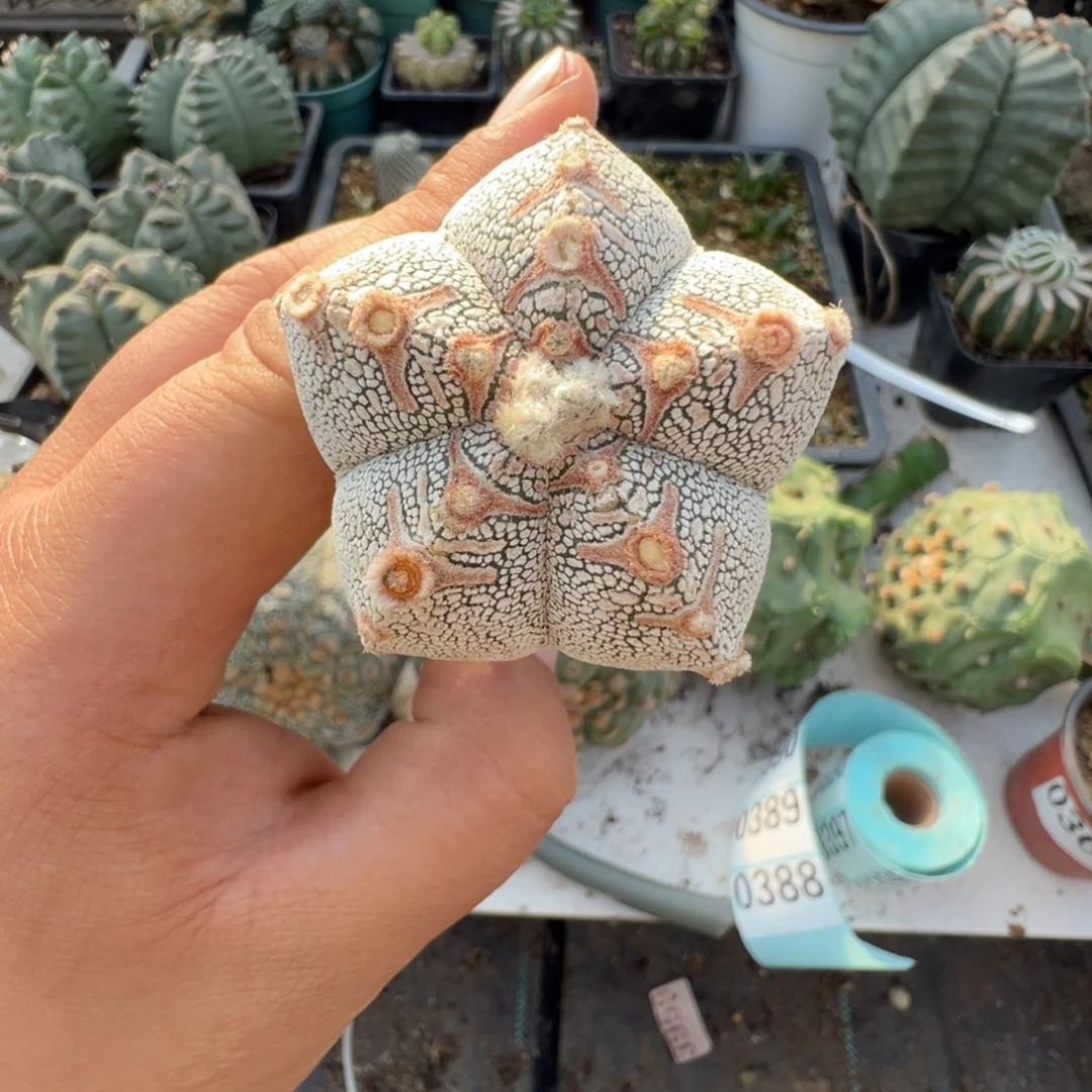 恩冢v仙人球开花387号