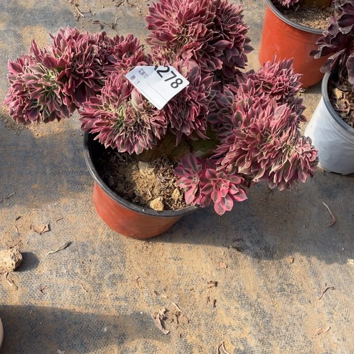 多肉粉女巫缀化278