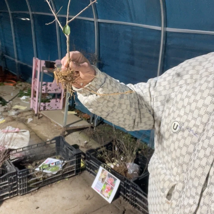 金致殿海棠花一颗苗