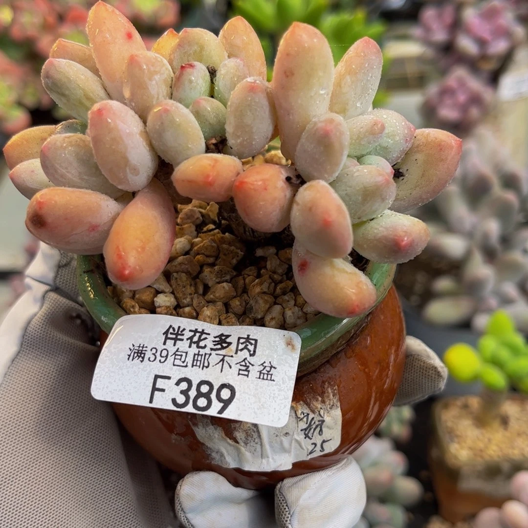 389-香水多肉7cm多肉