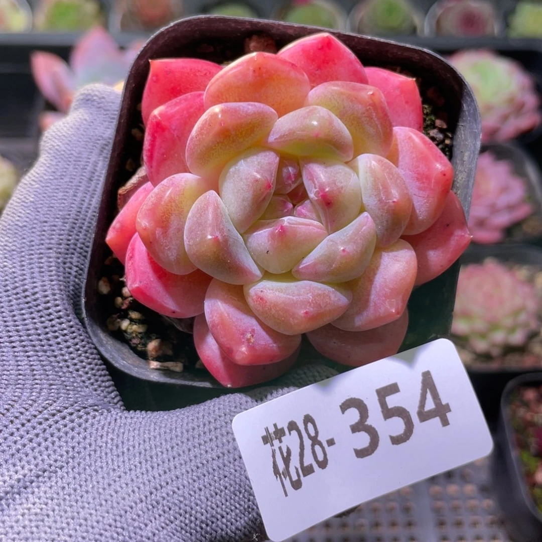 花利美28-354冰糖