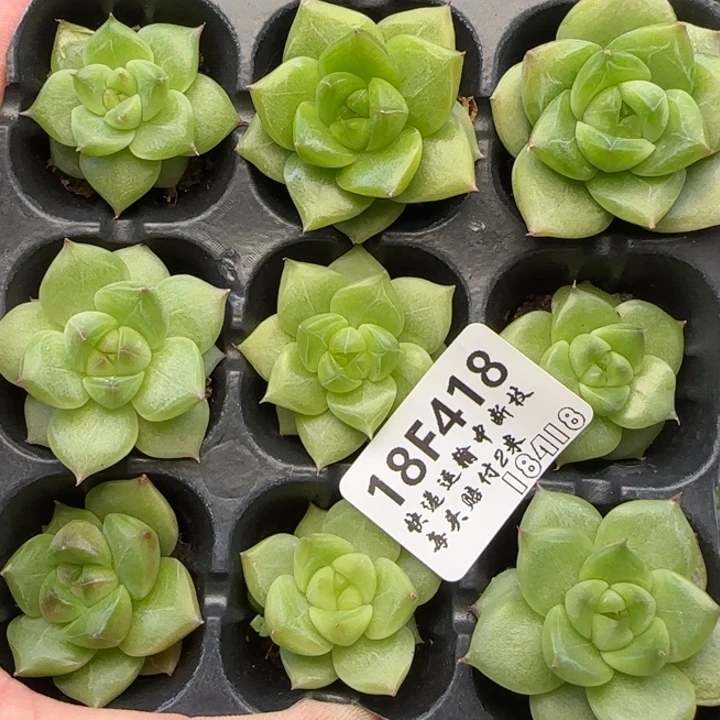 【福利9.9包邮】418珍妮九棵