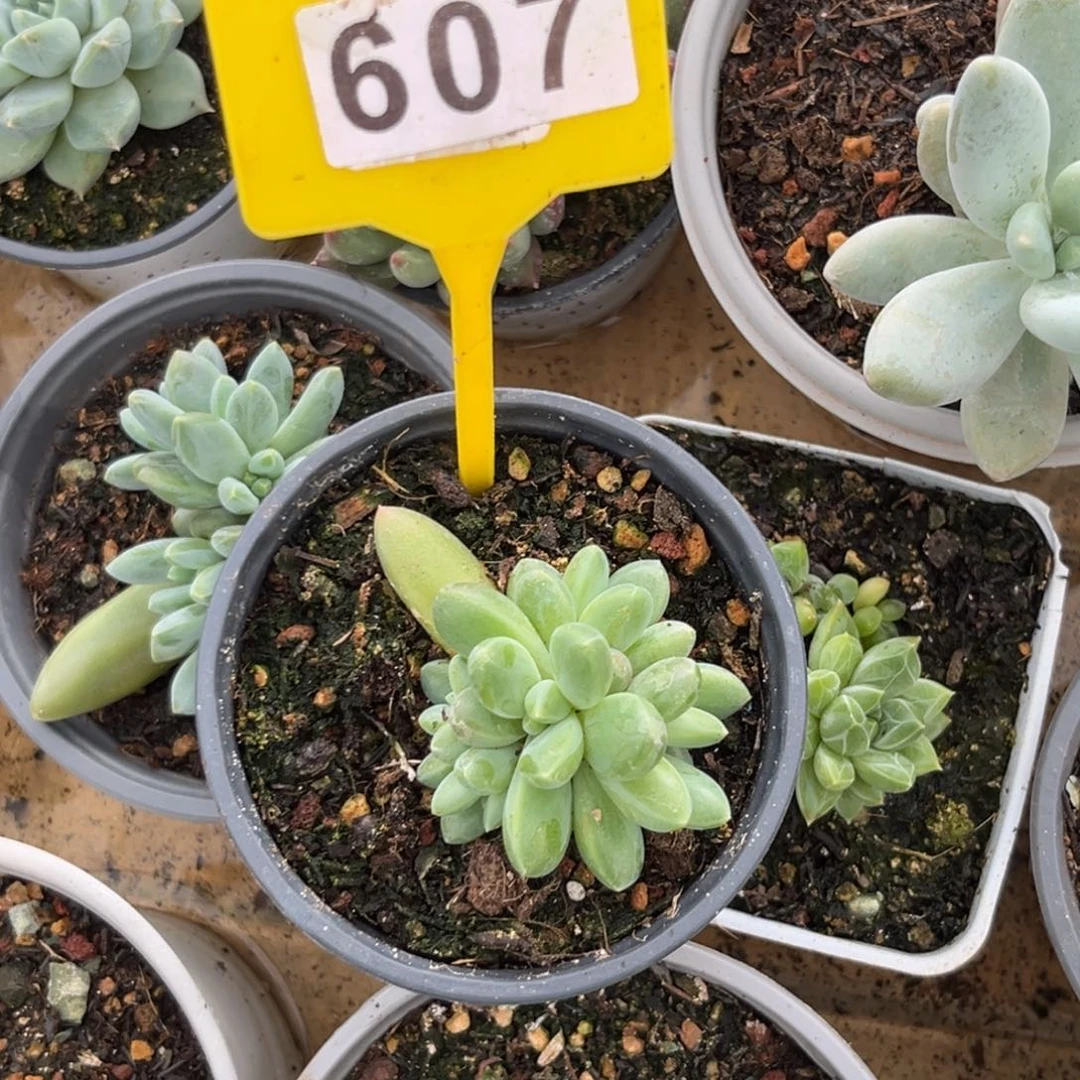 多肉植物橙色奇迹607