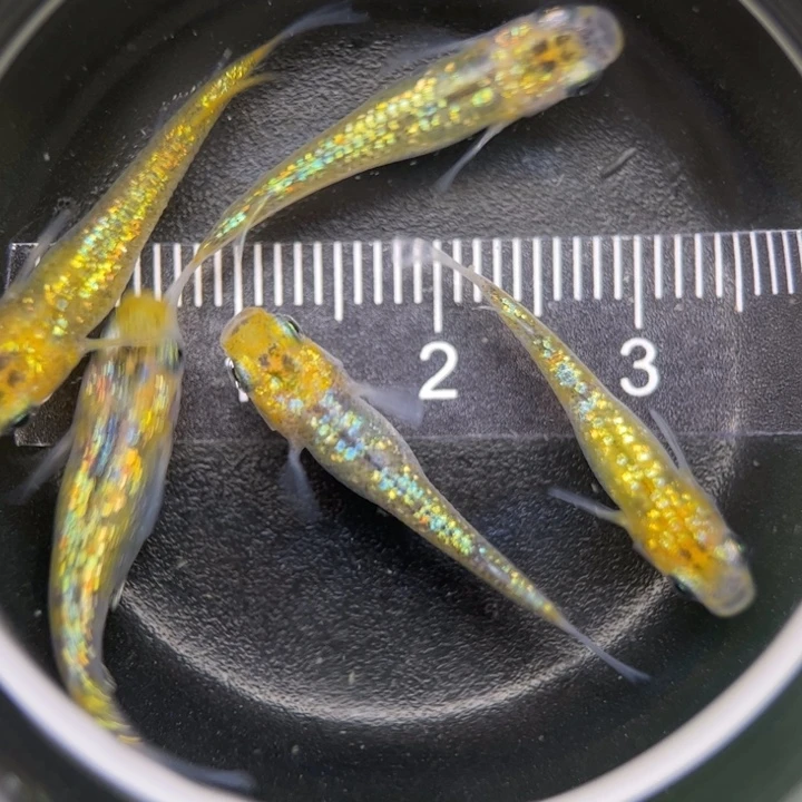 海水鱼猫饭星光6号