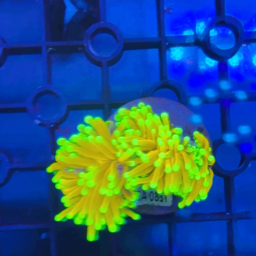 粘***包纽扣珊瑚龙魂金一颗