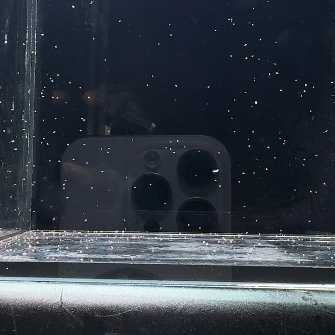 孔雀鱼微瑕金粉种鱼1对