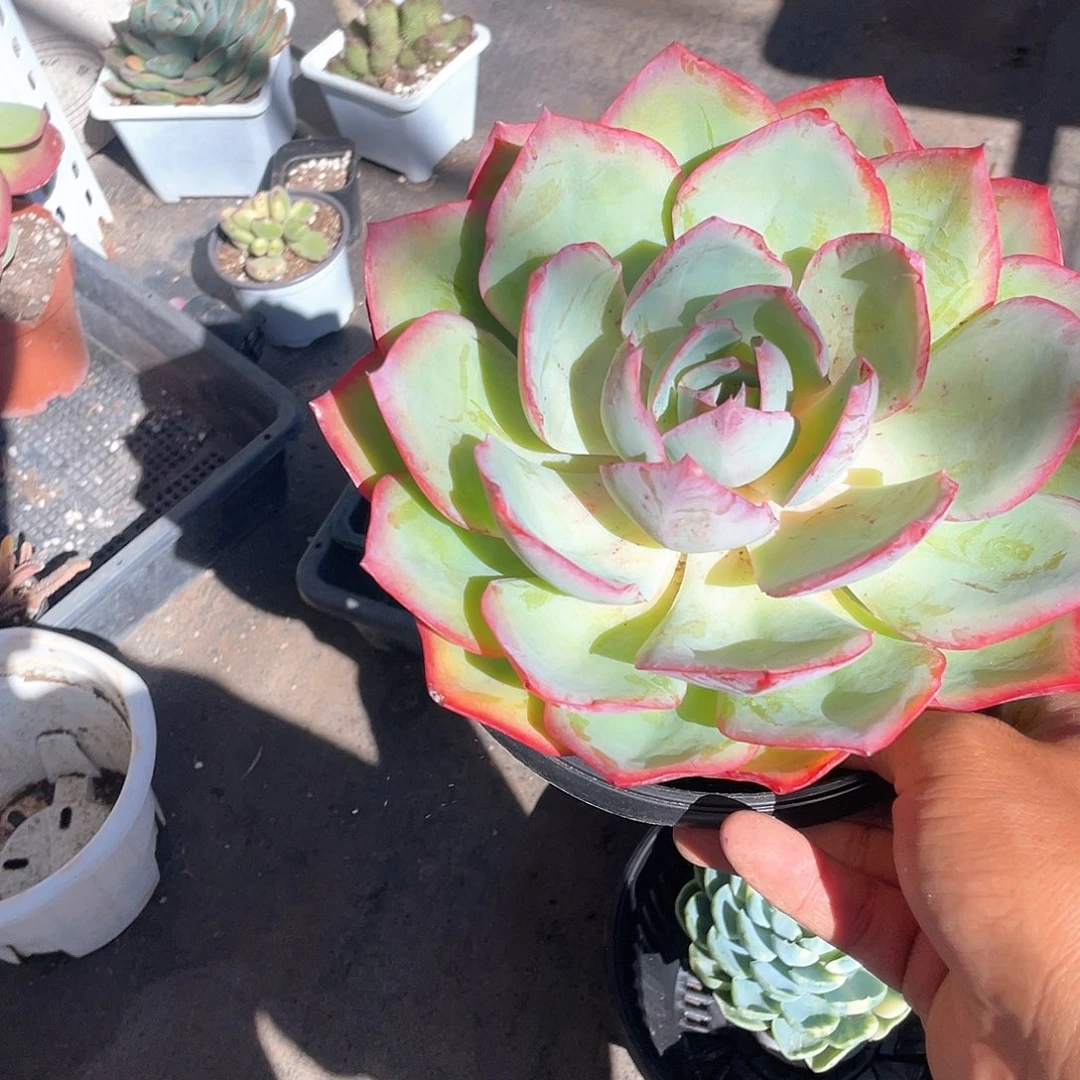 霓虹灯超大单头带盆发货