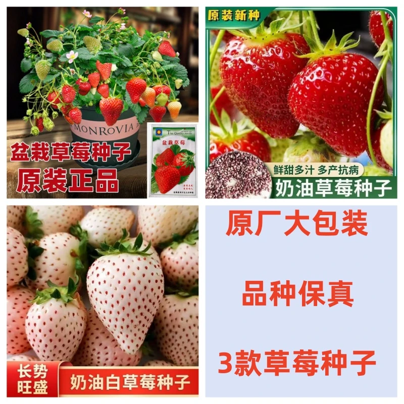 【买1包送1包草莓种子】室内外盆栽四季播家用易活蔬菜种子阳台庭院