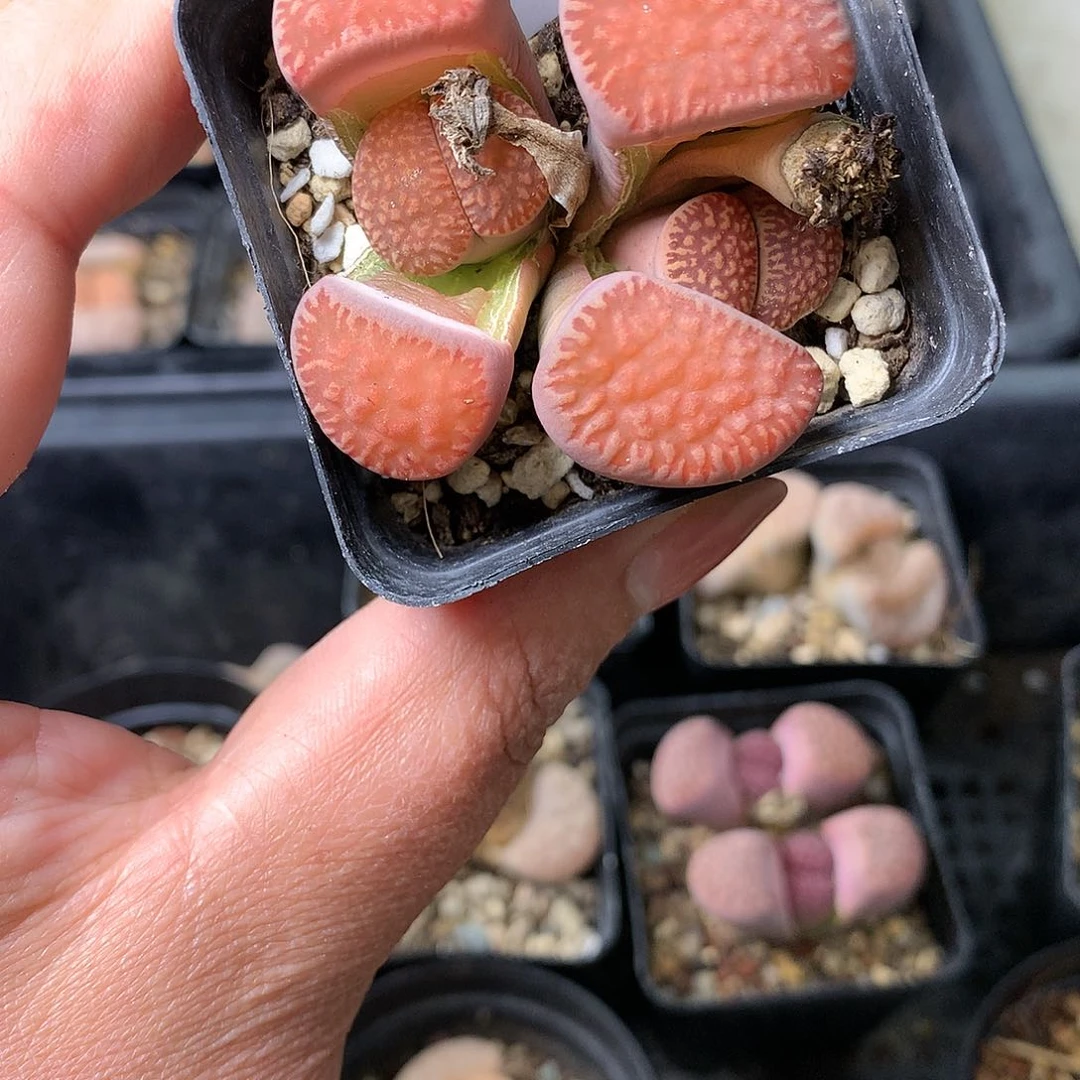 G15多肉植物保护研究所