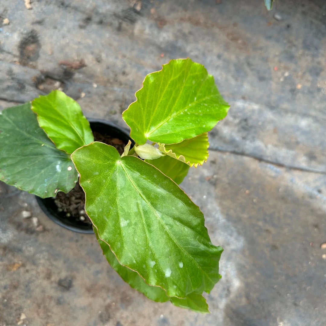 白素贞   秋海棠  福利