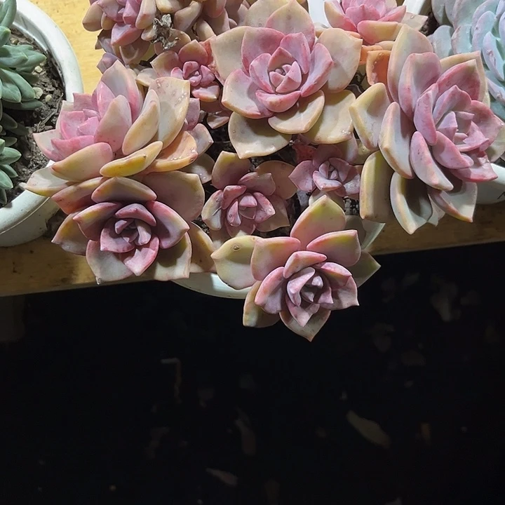 张***娥00000000000000000422