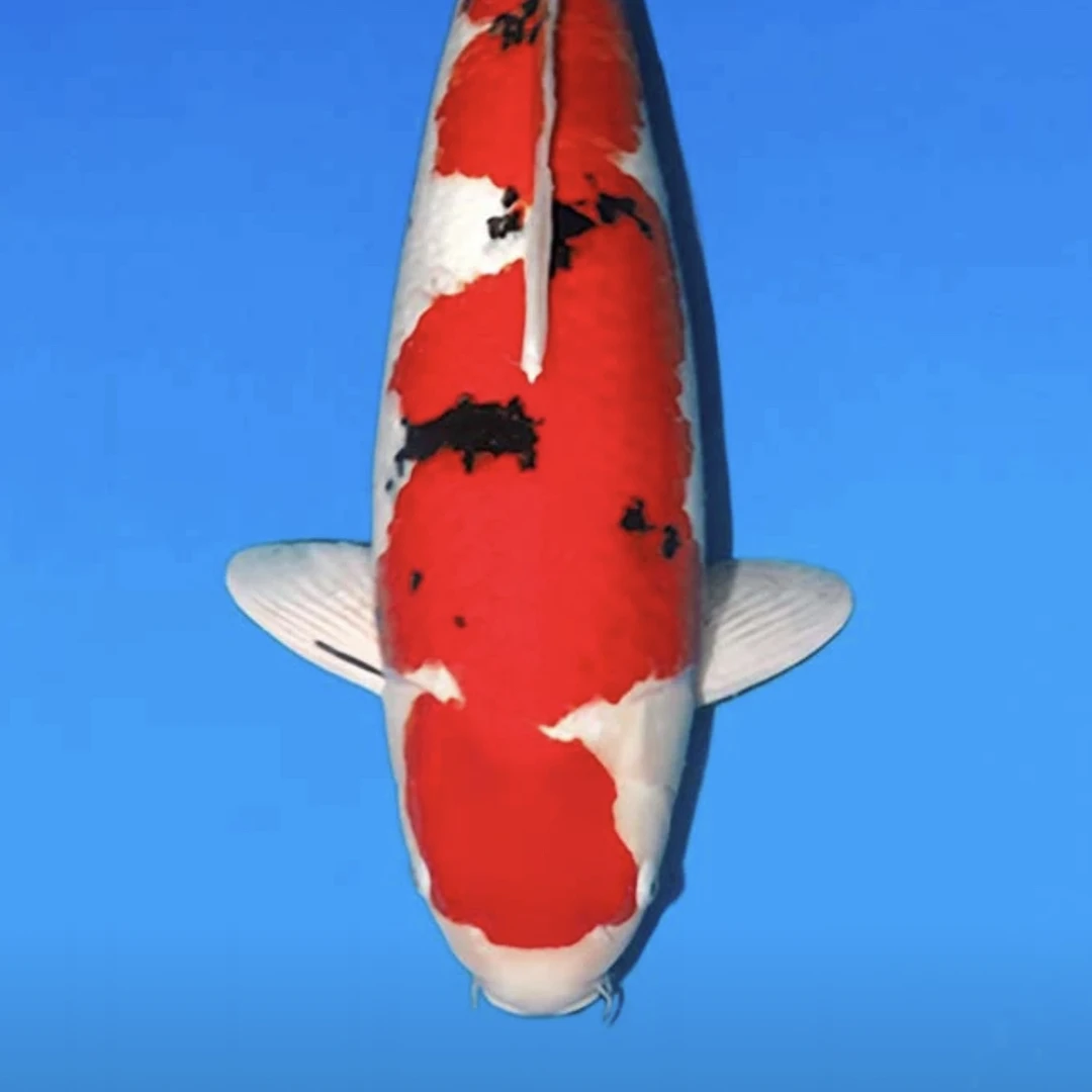 锦鲤保证，红白三色冷水鱼好养耐活，值得入手。