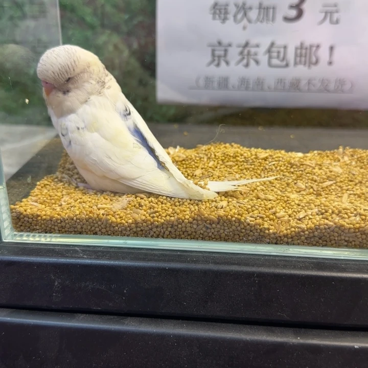 虎皮鹦鹉大头虎皮鹦鹉