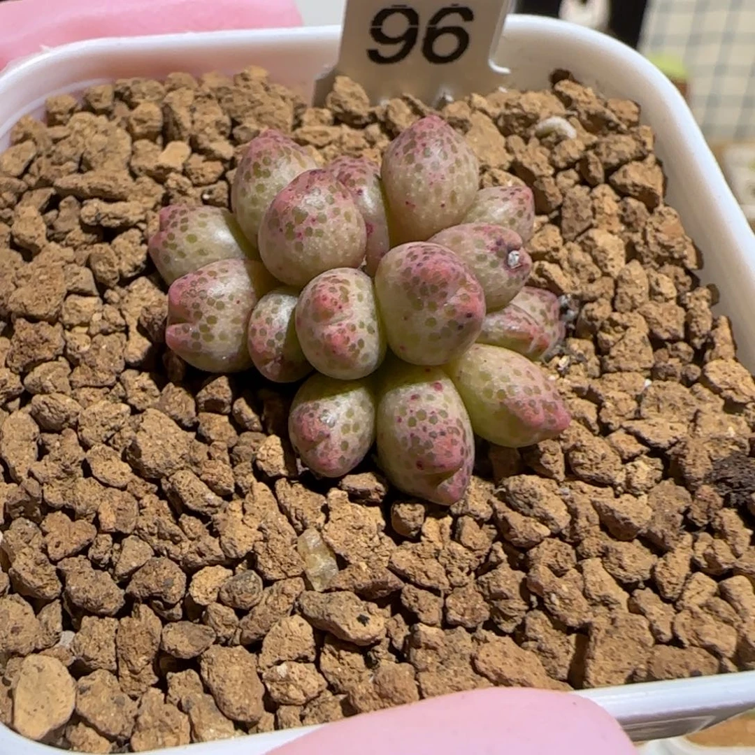 肉锥多肉植物组合-草莓斑马母本有疤808