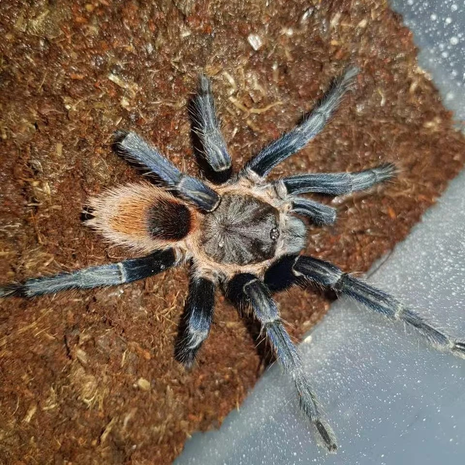 秘鲁蓝钻蜘蛛Theraphosinae sp blue