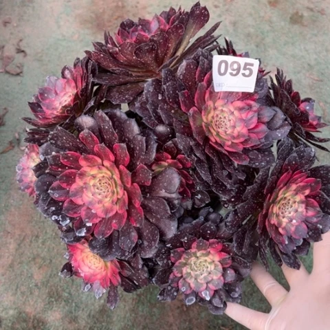 095烟花朵朵多肉，