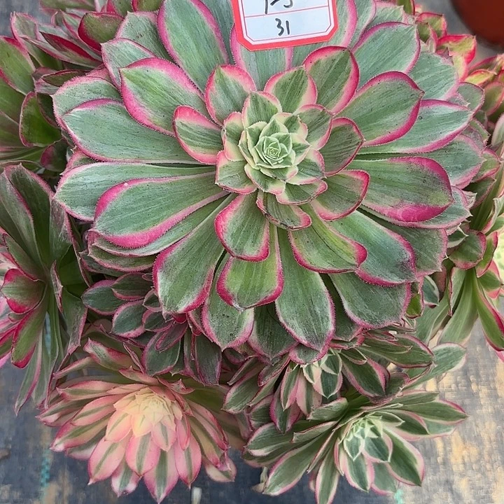 孔雀翎多肉法师不包损31