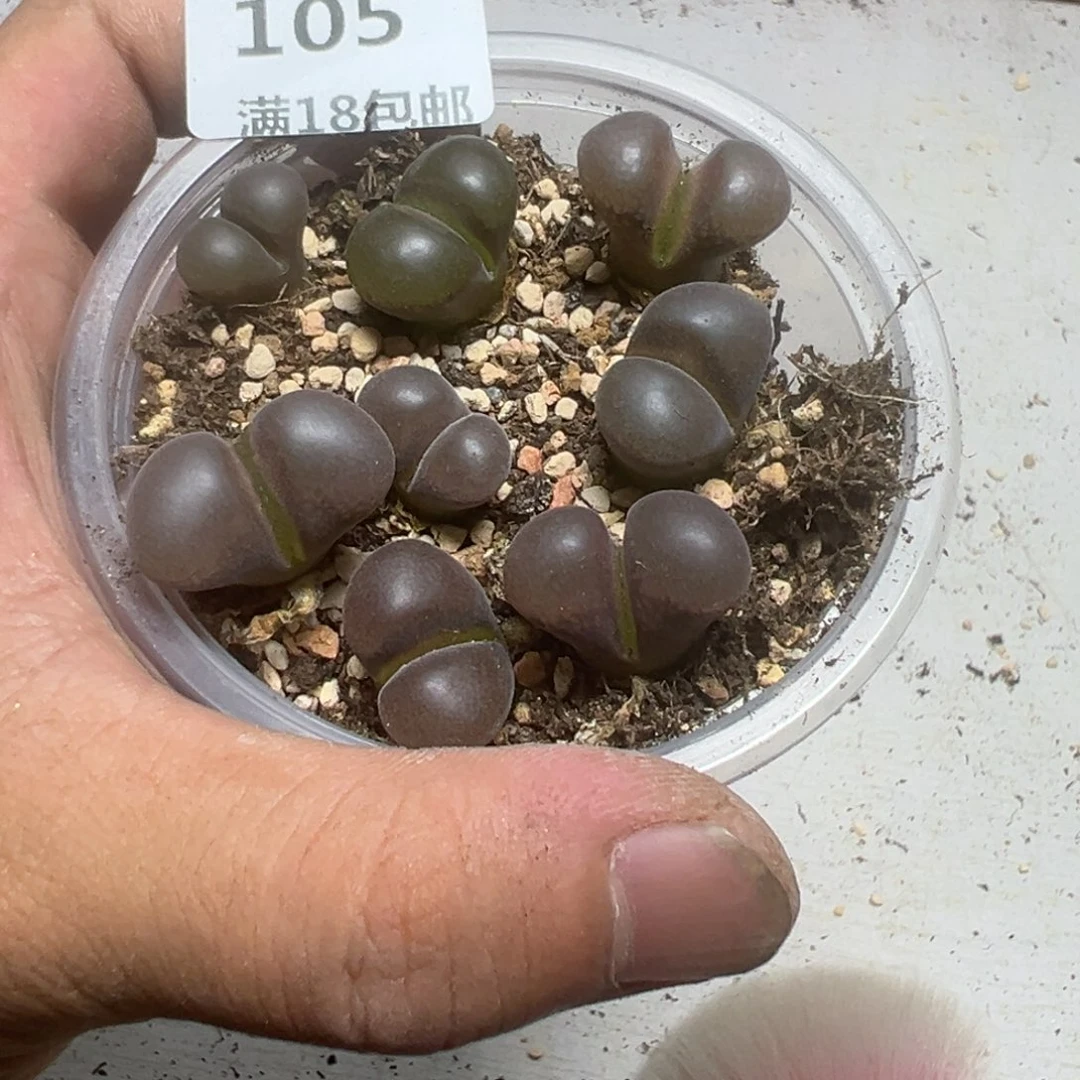 【闪购商品】 105。