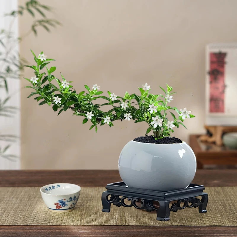 六月雪造型绿植庭院花卉盆景室内好养植物桌面