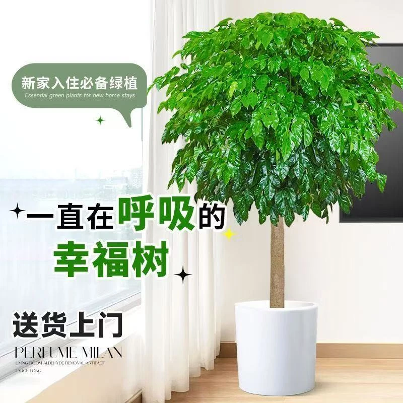 超大棵老桩幸福树盆栽大型室内客厅植物四季常青花卉绿植不卖垃圾