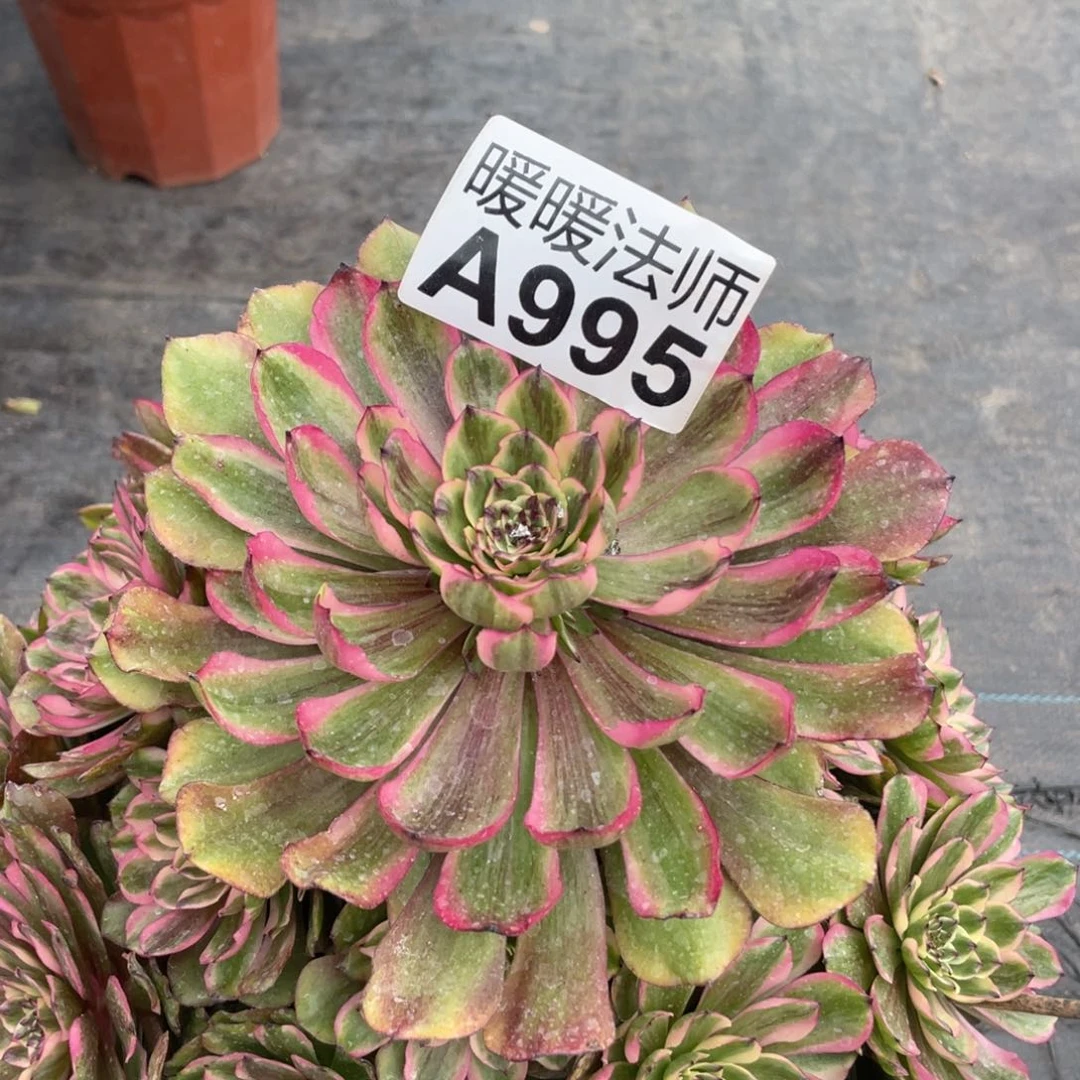 紫砂茶杯快***?995方法分层次丰富