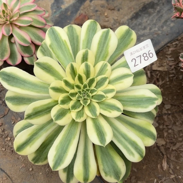 辛尼亚多肉法师2786