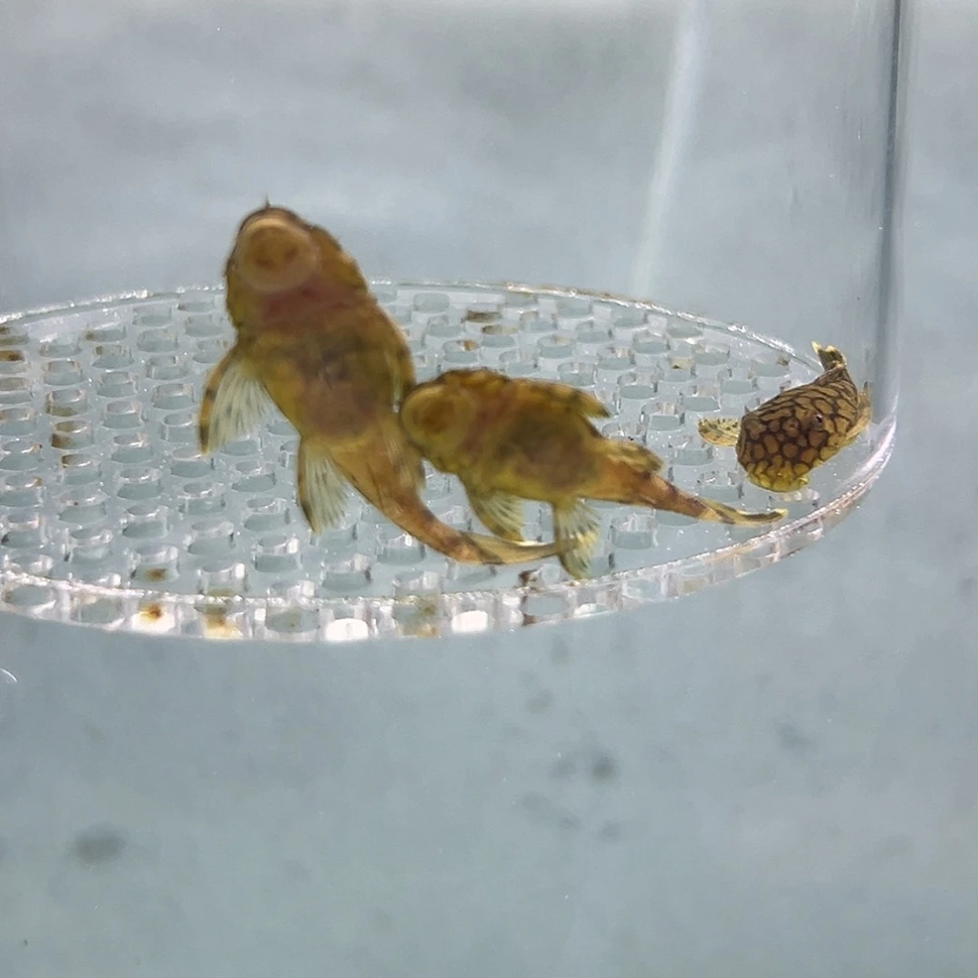 工具鱼刀锋一组4条3厘米加