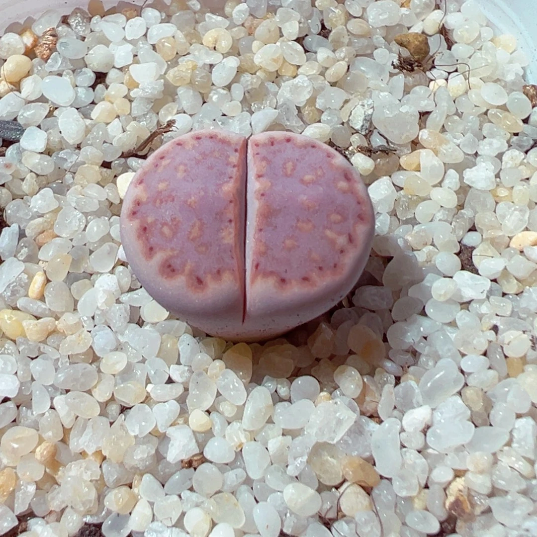 918-852多肉多肉饼干171