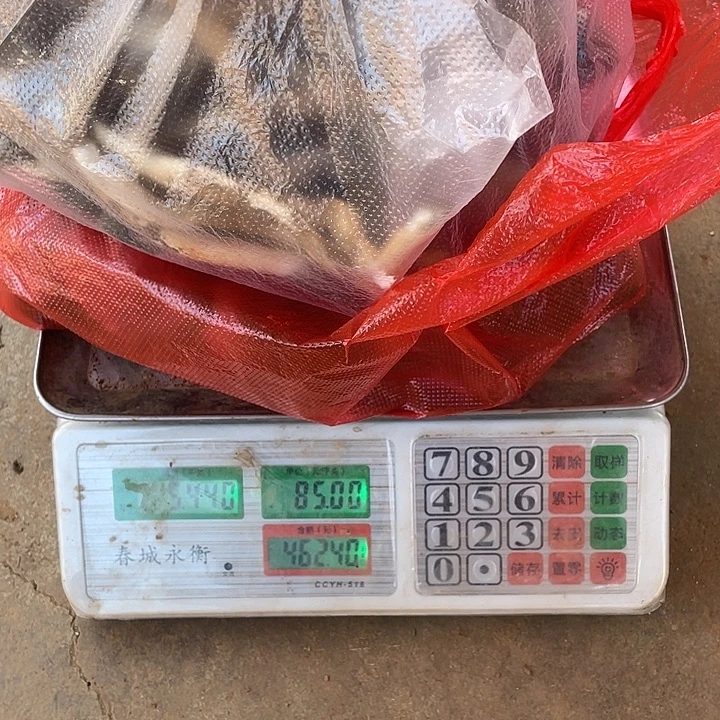 大***成中国大陆石屏县鸡纵菌中国大陆