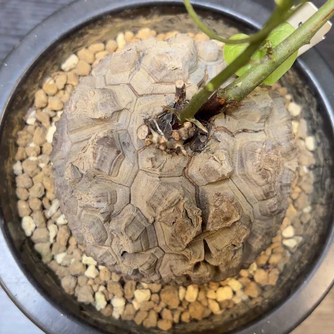 9号日系龟甲龙带盆包邮不退不换