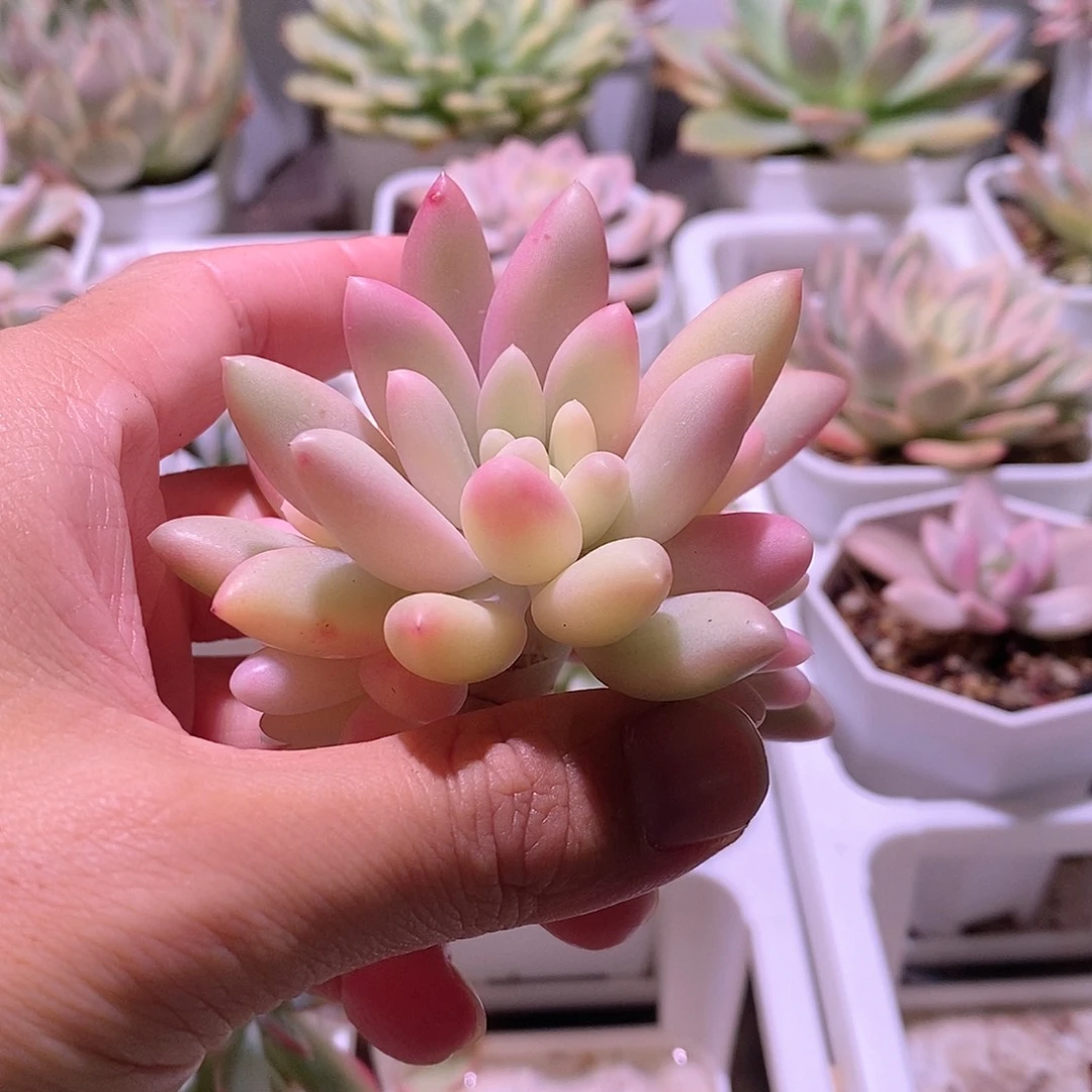 蜜桃波波锦群砍头无根