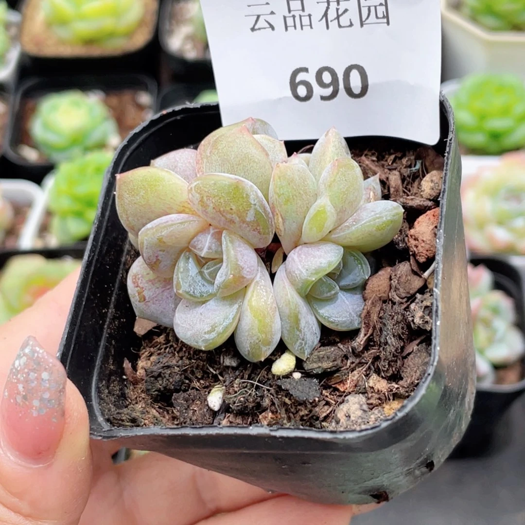 妙***佳690号糖心冰心珍妮 汉堡珍妮
