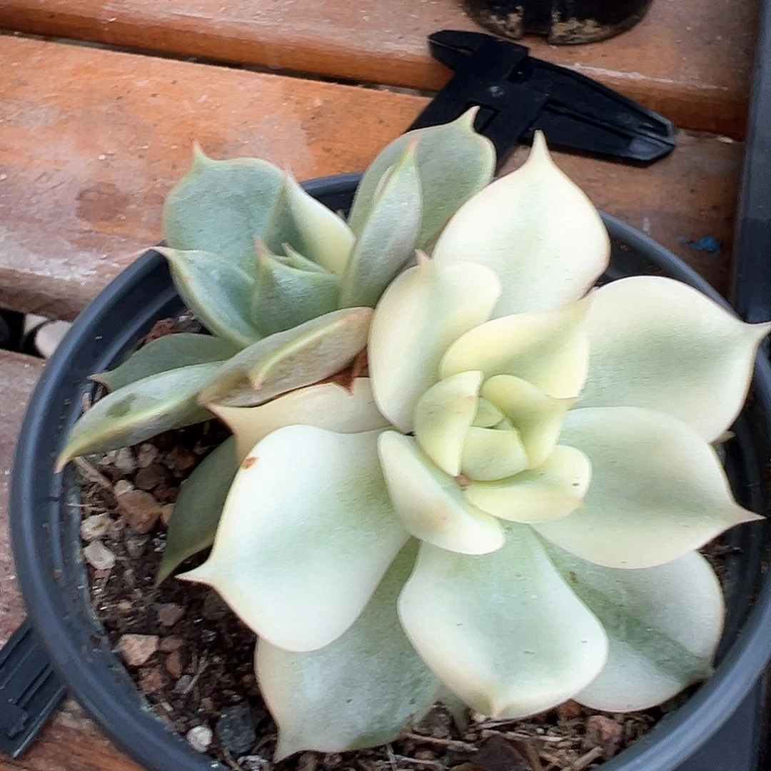 贝加尔湖锦 小方花圃一物一拍