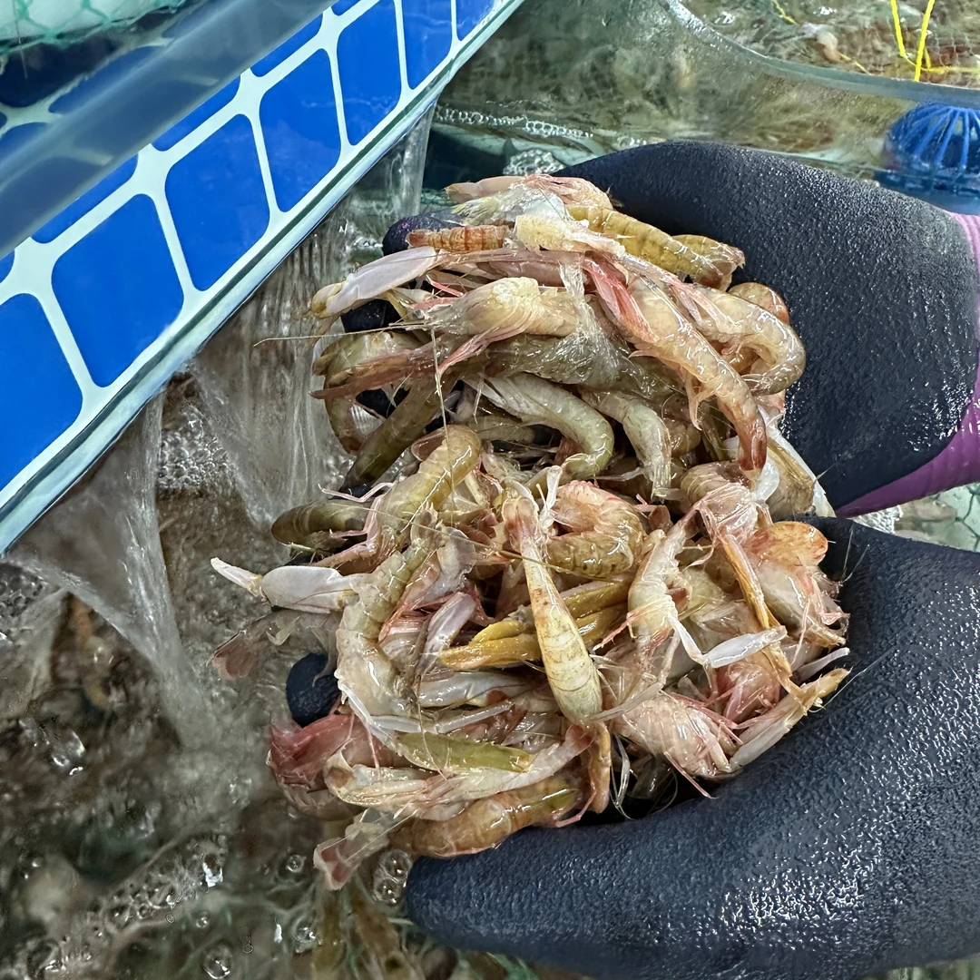 【粉丝福利】3斤大连海鲜嘎巴虾自家小船当天捕捞当季活虾【保鲜不保活】