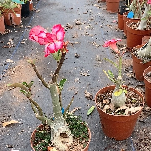 【闪购商品】星****8绿植