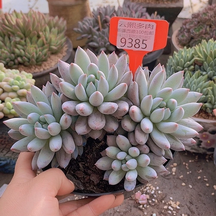 9385所罗门。