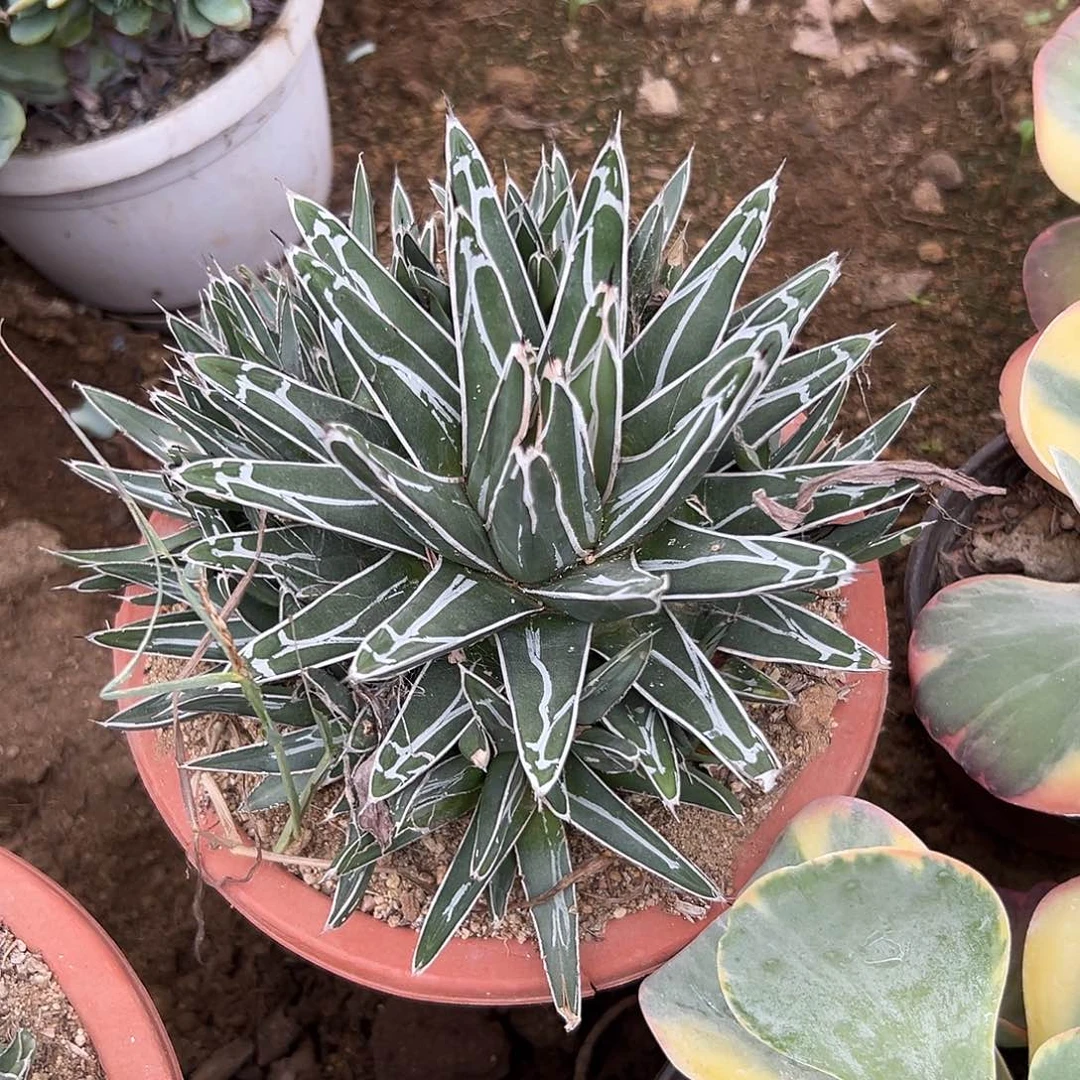 多肉植物屉之雪群