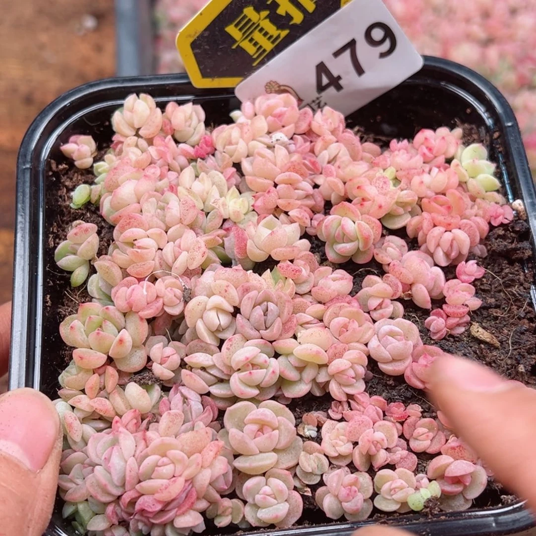 多肉植物多肉植物