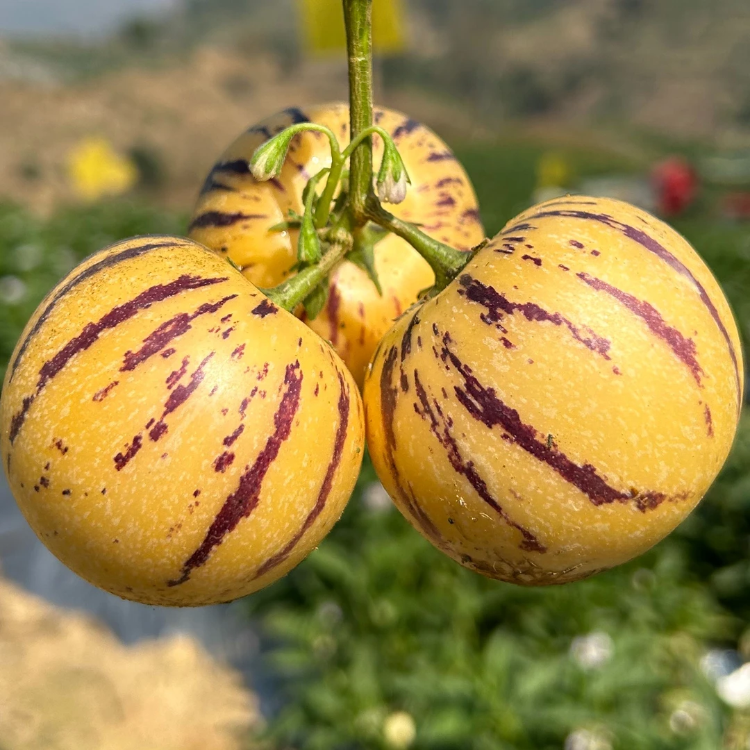 【新隆果时】云南树熟人参果3斤-5斤装约10-40个清甜多汁