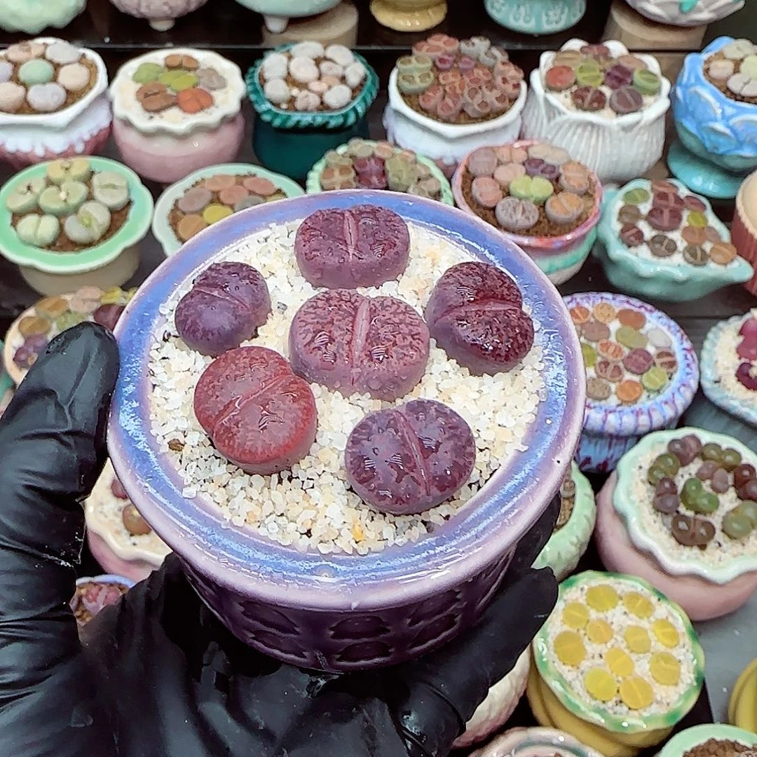 无***茗生石花满18包邮0103-35