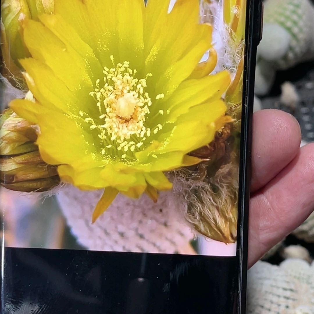 小人帽侧芽 歪 满20包邮4公分
