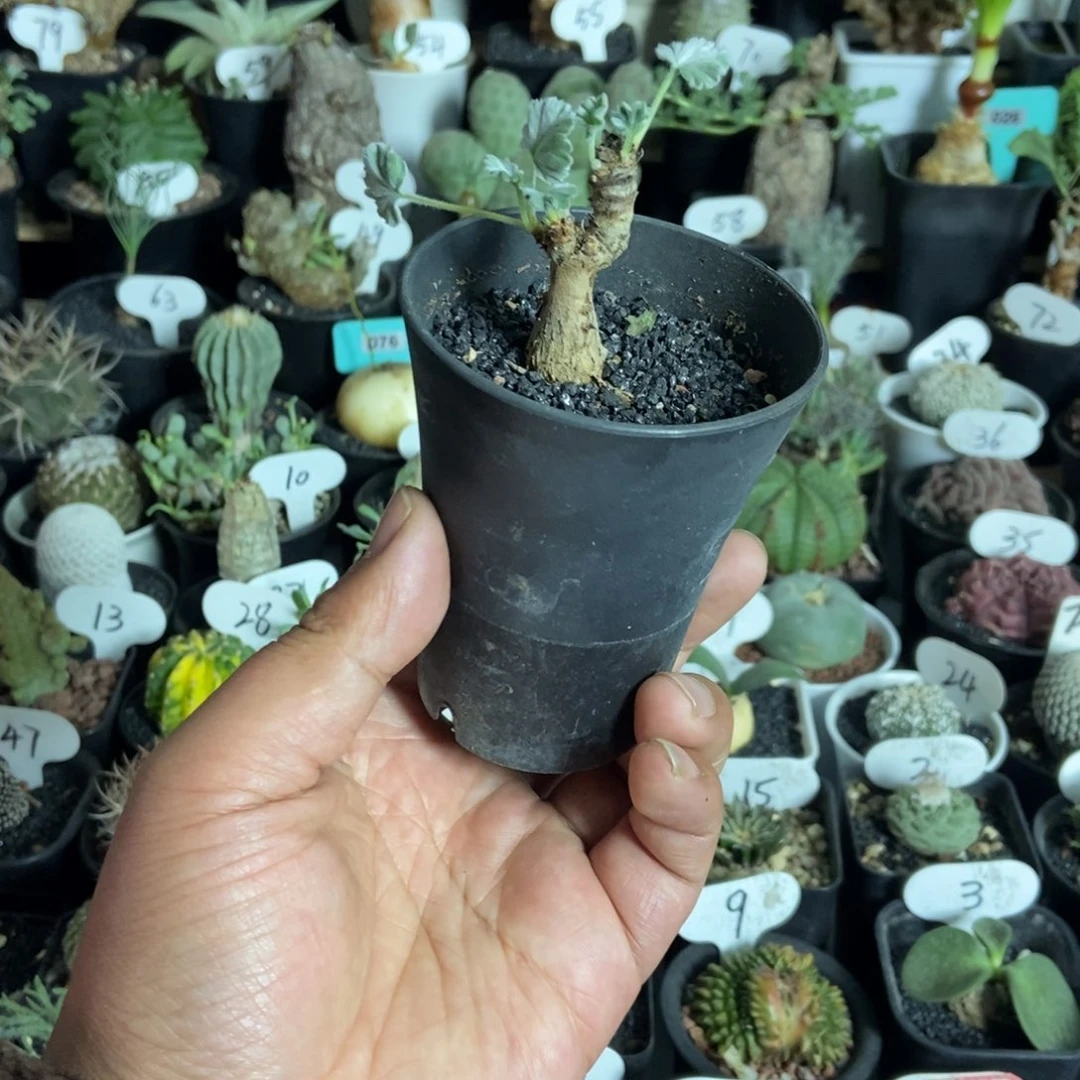 枝干阳奎一物一拍