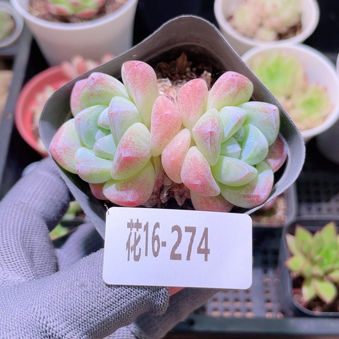 花利美16-274冰玉