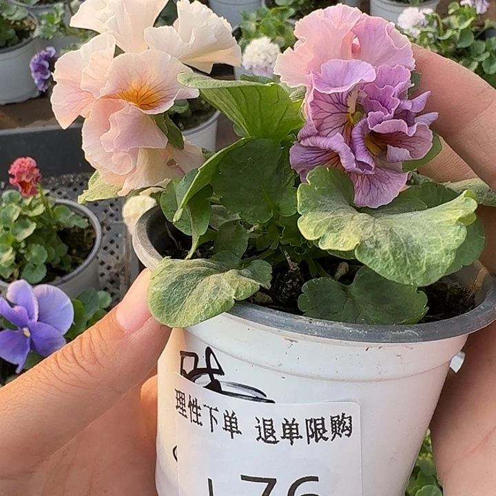 无花朵L076角堇小苗一物一拍苗晃