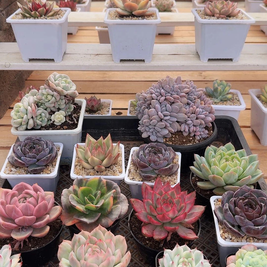 麻***）0902-66多肉组合6颗